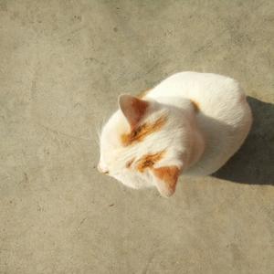 遥不可及的你（翻自 花粥）