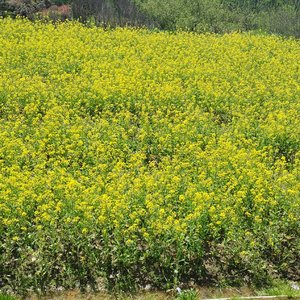 再见纯真（demo）