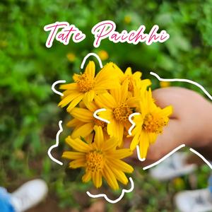 Tate Paichhi