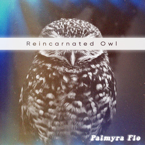 Reincarnated Owl