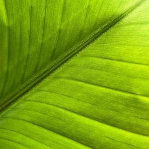 Different Shades of Green