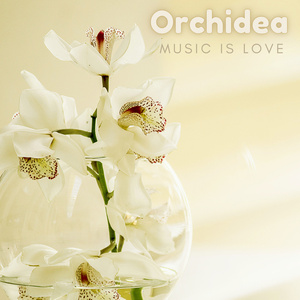 Orchidea