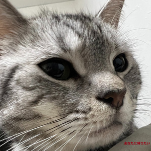 あなたに帰りたい