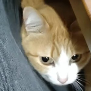 猫的叫声