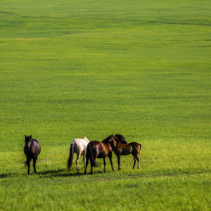 风中的额吉 姚景轩