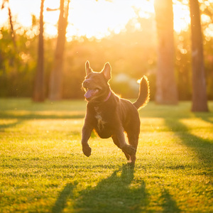 Fluir Canino Orquestado