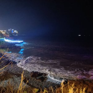 飞鸟游鱼