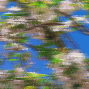 春水映梨花（Prod.by AVERATEC）