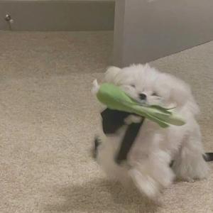 晚夜微雨问海棠【好听女声独唱】