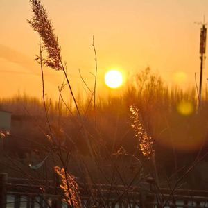 十年烟光-大漠强鹰