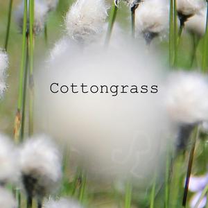 Cottongrass