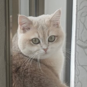 飞鸟