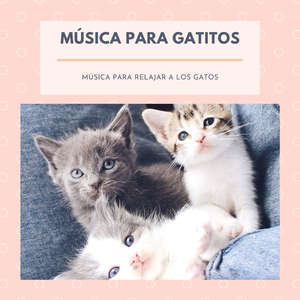 Música para Gatitos