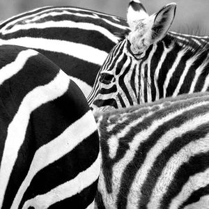 平淡日子里的刺（Cover 宋冬野）