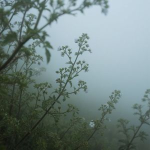 蘼芜锁雾