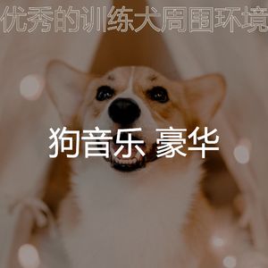 柔和的小狗时刻