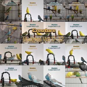 Budgies, Vol. 23