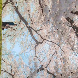 闲岁（cover 少年霜/CRITTY）