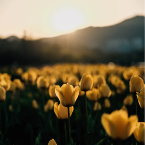 欢歌Prod.No Birthday