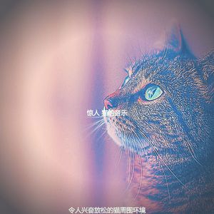 微妙的睡猫心情