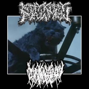 TORN APART BY A KITTEN