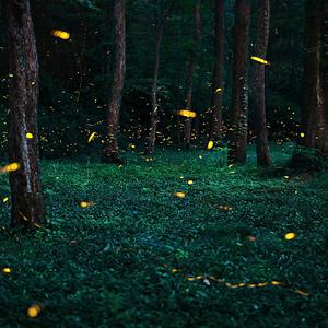 Firefly 萤火虫