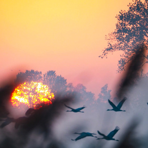 Avian