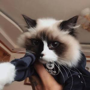 我还没走 （翻自 刘鹏鹏）