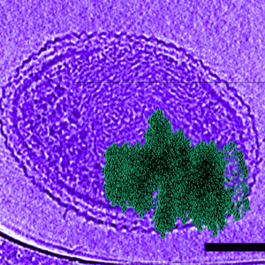 Fluids From Disgusting Liquid Viruses