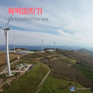 Six hundred horses