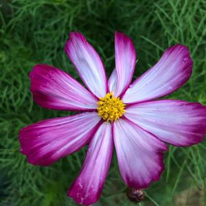 30년전 6월의 장미 Ballad