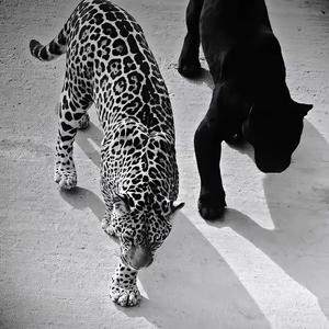 Voy Voy Voy （XJ-BOSS remix）