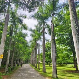 森林漫步（欢快）