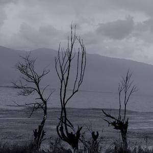 有情燕（二胡版）（翻自 萧人凤）