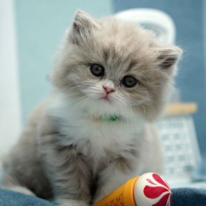 사랑스러운 고양이