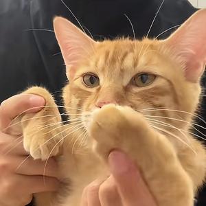 我被霸凌了（猫猫）