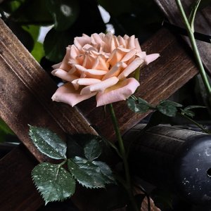 纸蝴蝶 (wsh_小即兴 pt2)