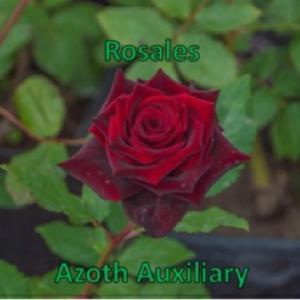 Rosales (Radio Edit)