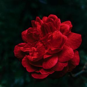 Es Tan Difícil Mariachi cover