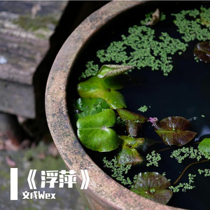 《浮萍》