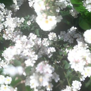 花恋 ～ Love’s End