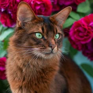 The Last Hit (sped up)