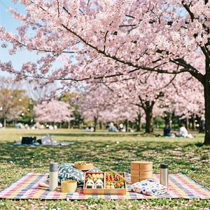 桜の下でお弁当