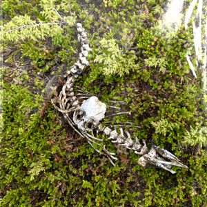 Не для меня