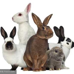 安静的兔子(神奇奶爸的动物世界)