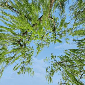 风的声音（钢琴曲）