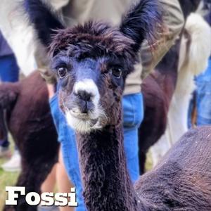 Fossi