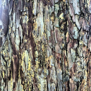 Caught (After the Big Rain Mix)