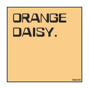Orange Daisy