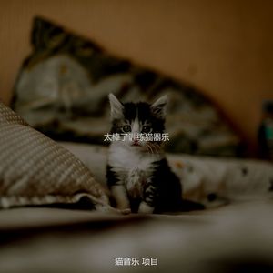 有趣可爱猫咪情怀